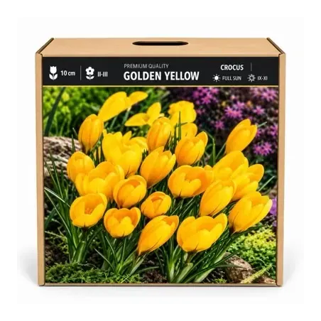 Krokus Golden Yellow – žltý veľkokvetý krokus
