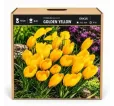 Krokus Golden Yellow – žltý veľkokvetý krokus Krokus Golden Yellow – žltý veľkokvetý krokus