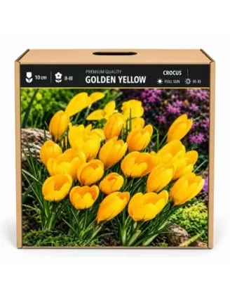 Krokus Golden Yellow – žltý veľkokvetý krokus