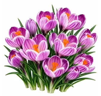 Krokus Pickwick – pruhovaný veľkokvetý krokus