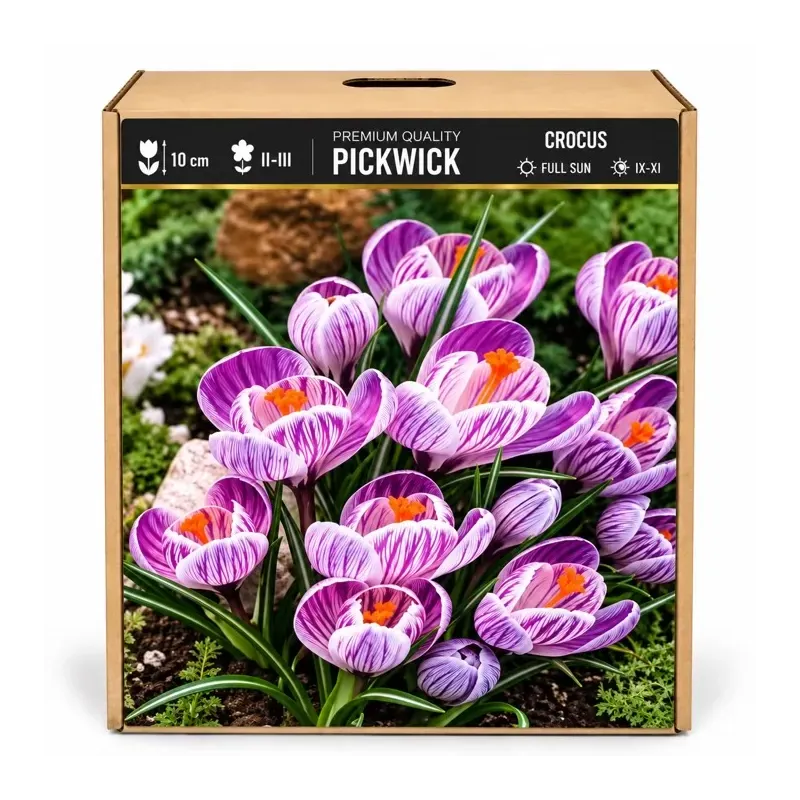 Krokus Pickwick – pruhovaný veľkokvetý krokus Krokus Pickwick – pruhovaný veľkokvetý krokus