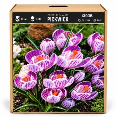 Krokus Pickwick – pruhovaný veľkokvetý krokus