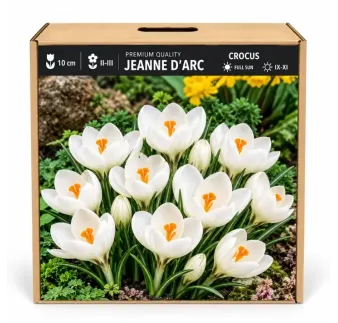 Krokus Jeanne d’Arc – biely veľkokvetý krokus