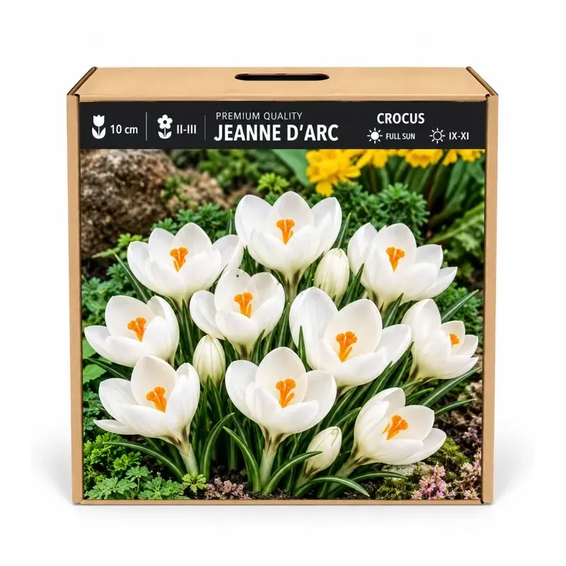Krokus Jeanne d’Arc – biely veľkokvetý krokus Krokus Jeanne d’Arc – biely veľkokvetý krokus