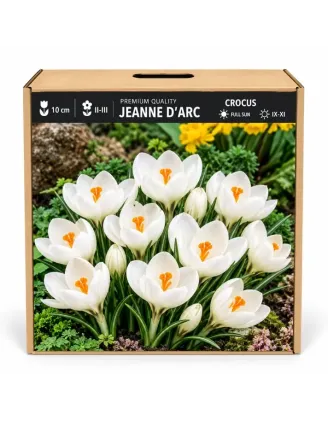 Krokus Jeanne d’Arc – biely veľkokvetý krokus