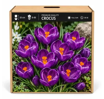 Krokus Flower Record – tmavofialový veľkokvetý krokus