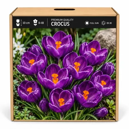 Krokus Flower Record – tmavofialový veľkokvetý krokus
