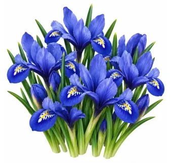 Kosatec Iris reticulata – modrý zakrpatený kosatec