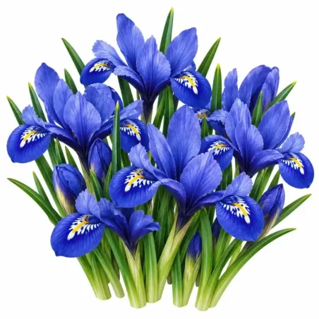 Kosatec Iris reticulata – modrý zakrpatený kosatec