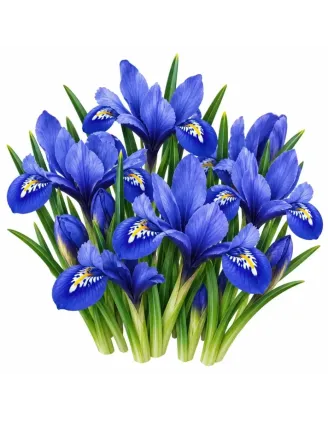Kosatec Iris reticulata – modrý zakrpatený kosatec