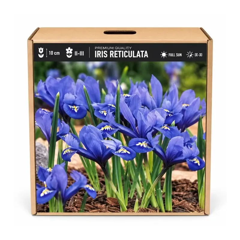 Kosatec Iris reticulata – modrý zakrpatený kosatec Kosatec Iris reticulata – modrý zakrpatený kosatec