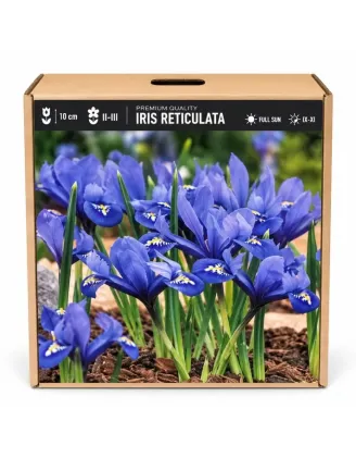 Kosatec Iris reticulata – modrý zakrpatený kosatec