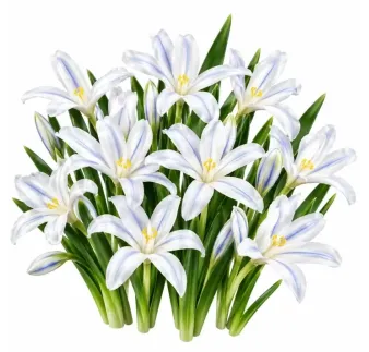 Iris reticulata White – biely zakrpatený kosatec