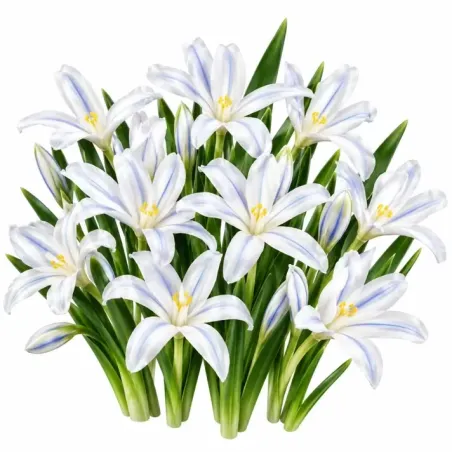 Iris reticulata White – biely zakrpatený kosatec