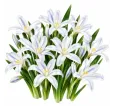 Iris reticulata White – biely zakrpatený kosatec Iris reticulata White – biely zakrpatený kosatec