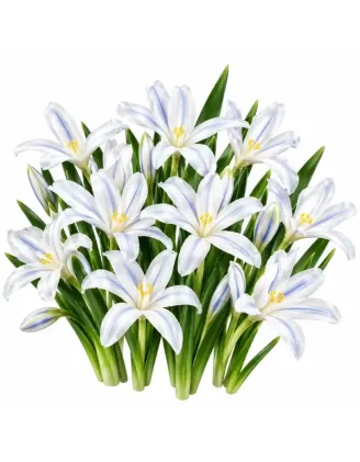 Iris reticulata White – biely zakrpatený kosatec