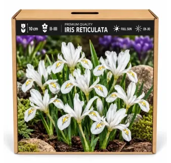 Iris reticulata White – biely zakrpatený kosatec