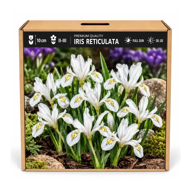 Iris reticulata White – biely zakrpatený kosatec Iris reticulata White – biely zakrpatený kosatec