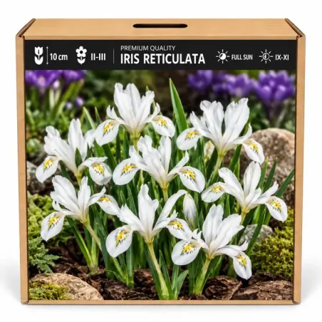 Iris reticulata White – biely zakrpatený kosatec
