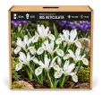 Iris reticulata White – biely zakrpatený kosatec Iris reticulata White – biely zakrpatený kosatec