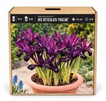 Iris reticulata Pauline – fialový zakrpatený kosatec