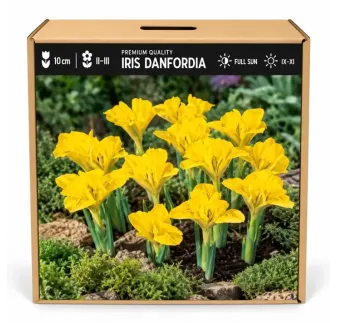 Iris danfordiae – žltý zakrpatený kosatec