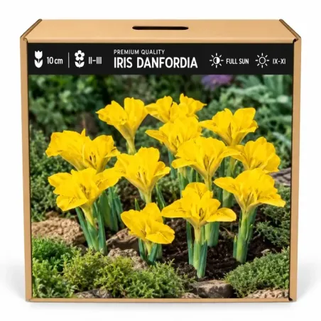 Iris danfordiae – žltý zakrpatený kosatec