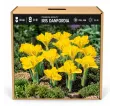 Iris danfordiae – žltý zakrpatený kosatec Iris danfordiae – žltý zakrpatený kosatec