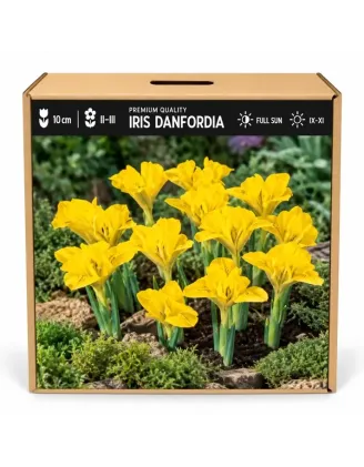Iris danfordiae – žltý zakrpatený kosatec