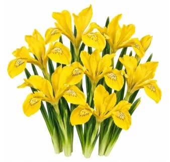 Iris danfordiae – žltý zakrpatený kosatec