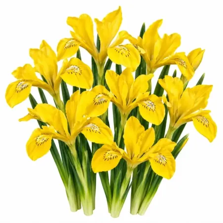 Iris danfordiae – žltý zakrpatený kosatec