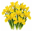 Iris danfordiae – žltý zakrpatený kosatec Iris danfordiae – žltý zakrpatený kosatec