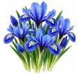 Iris reticulata Harmony – modrý zakrpatený kosatec Iris reticulata Harmony – modrý zakrpatený kosatec
