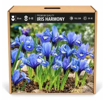 Iris reticulata Harmony – modrý zakrpatený kosatec