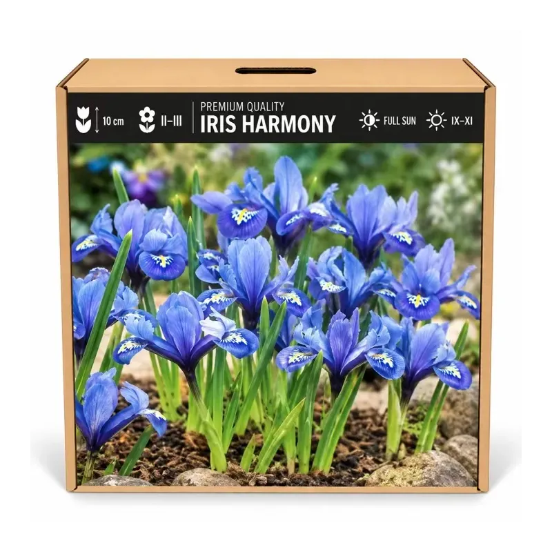 Iris reticulata Harmony – modrý zakrpatený kosatec Iris reticulata Harmony – modrý zakrpatený kosatec