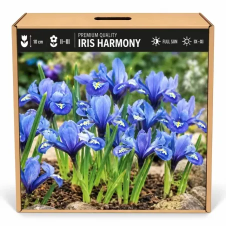 Iris reticulata Harmony – modrý zakrpatený kosatec