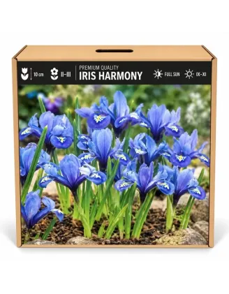Iris reticulata Harmony – modrý zakrpatený kosatec