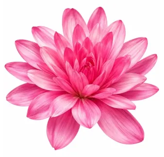Jesienka – ružová plnokvetá Colchicum
