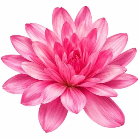 Jesienka – ružová plnokvetá Colchicum