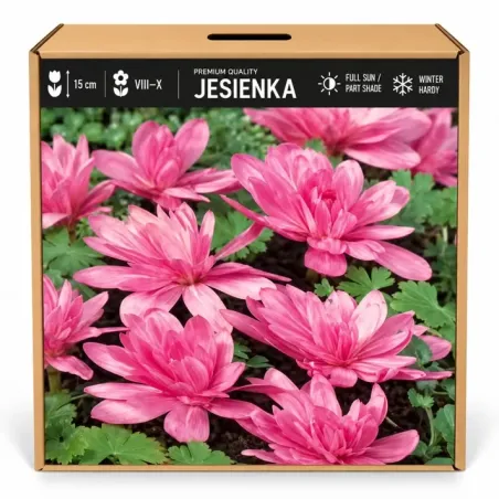 Jesienka – ružová plnokvetá Colchicum