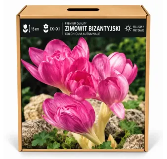 Jesienka byzantská – Colchicum byzantinum