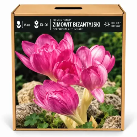 Jesienka byzantská – Colchicum byzantinum