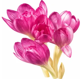 Jesienka byzantská – Colchicum byzantinum