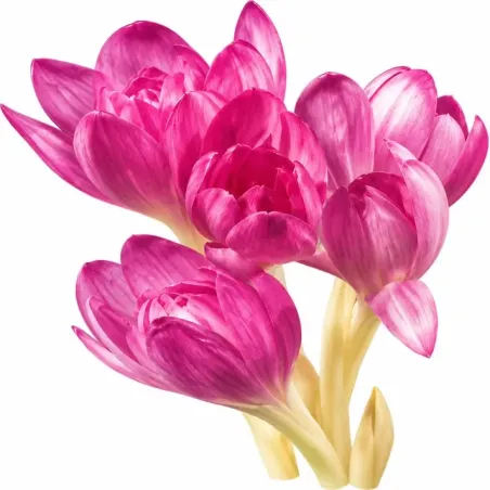 Jesienka byzantská – Colchicum byzantinum