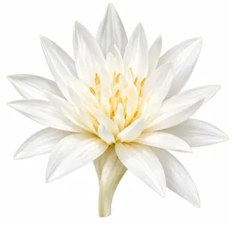 Jesienka Alba – Colchicum autumnale Alba
