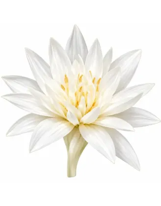 Jesienka Alba – Colchicum autumnale Alba