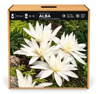 Jesienka Alba – Colchicum autumnale Alba