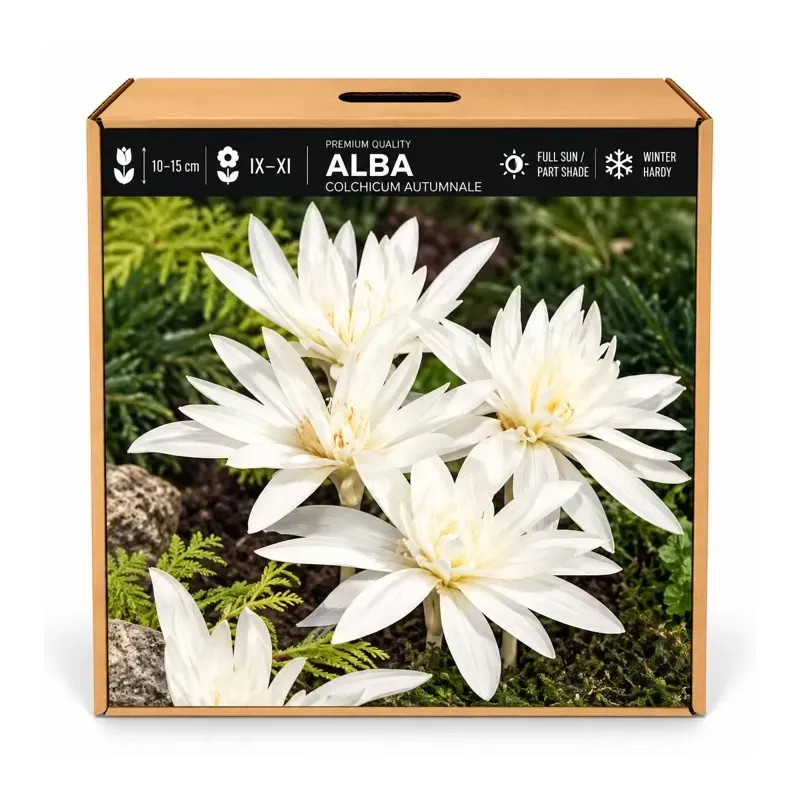 Jesienka Alba – Colchicum autumnale Alba Jesienka Alba – Colchicum autumnale Alba