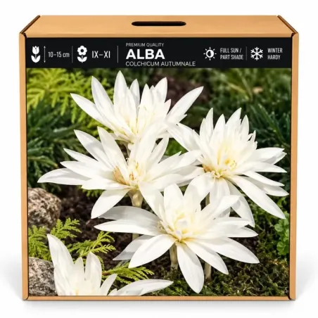 Jesienka Alba – Colchicum autumnale Alba