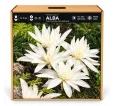 Jesienka Alba – Colchicum autumnale Alba Jesienka Alba – Colchicum autumnale Alba